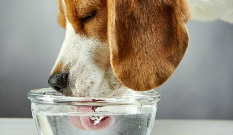 Picture of a dog drinking water in order to answer Why is my dog drinking so much water