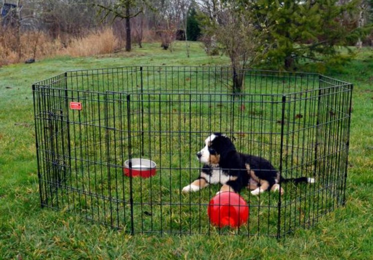 Dog exercise pen: Why your pooch needs one!