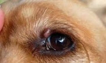 Dog Eye Stye: Causes, Symptoms & Treatment - Golden Retriever Club