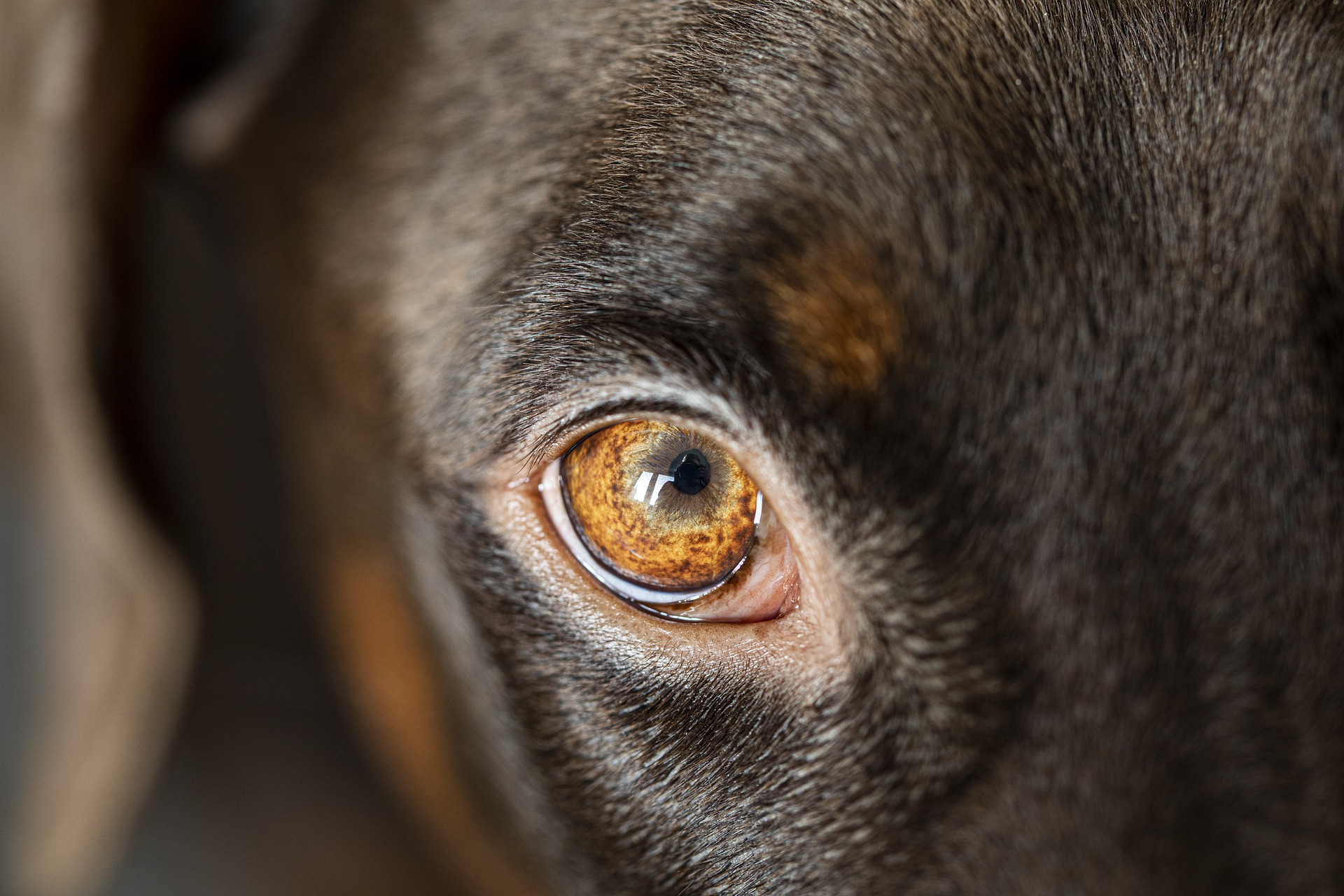 Dog Eye Stye: Causes, Symptoms & Treatment