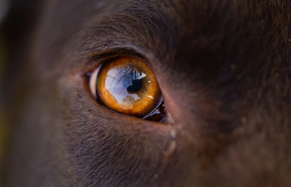 dog eye stye