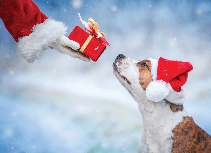 Christmas dog toys you will fall in love with