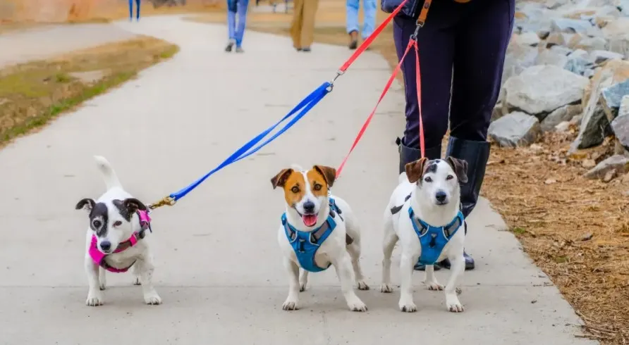 personalized dog harness