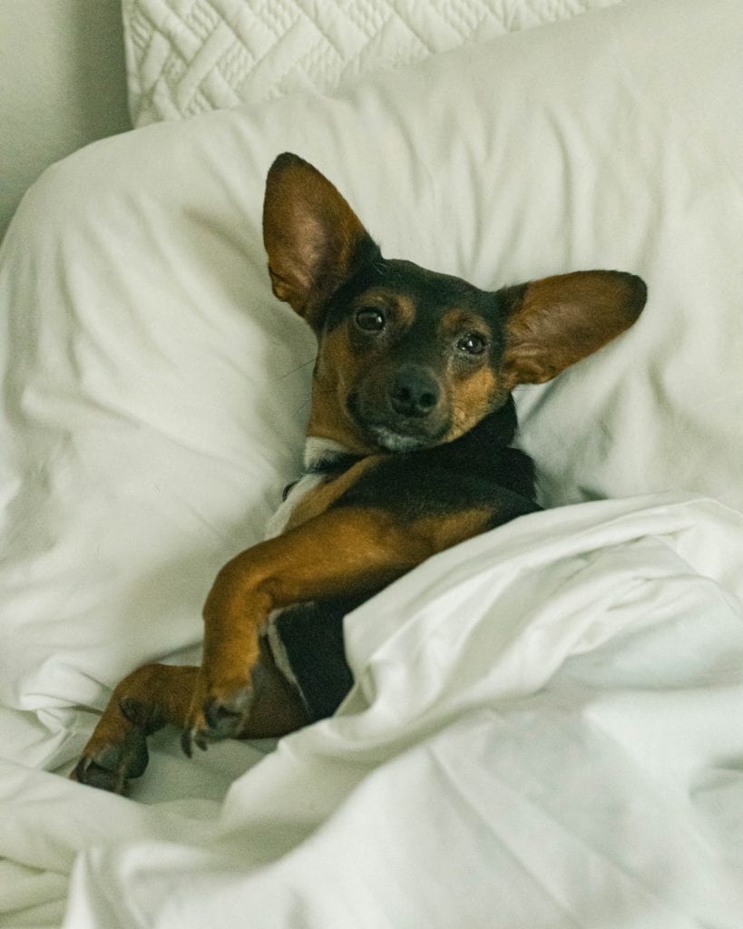 dog in hotel bed