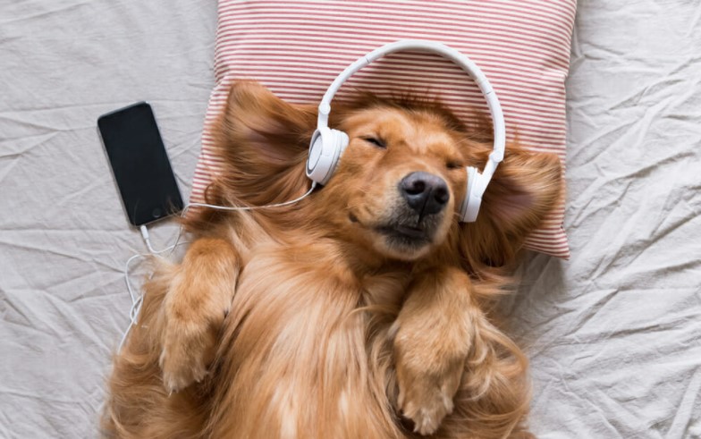 Picture of a dog listening to calming music for dogs