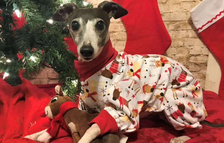 Merry Christmas dog pajamas: Gift ideas