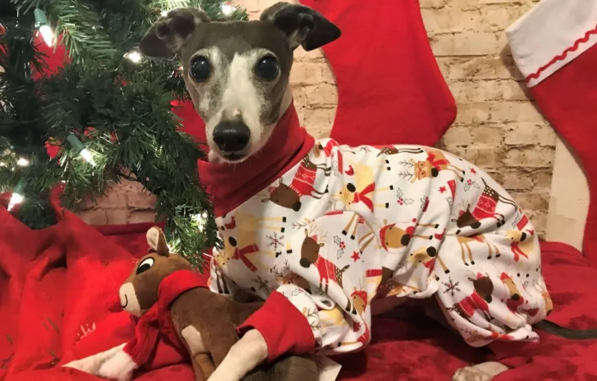 merry christmas dog pajama