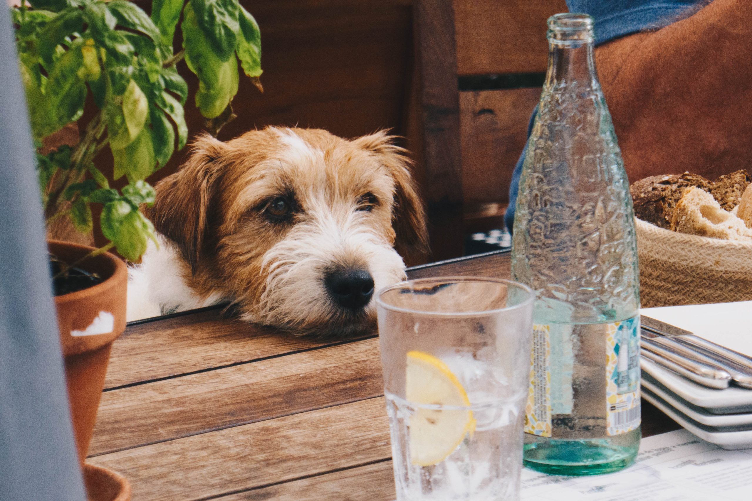 Dog friendly restaurants: Best choices in the US