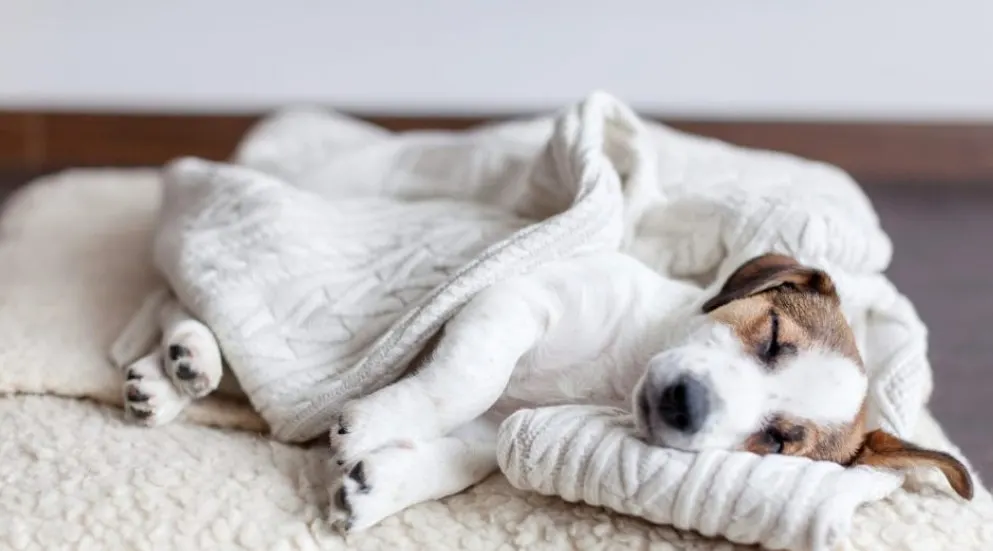 Picture of a dog sleeping with a dog bed frame