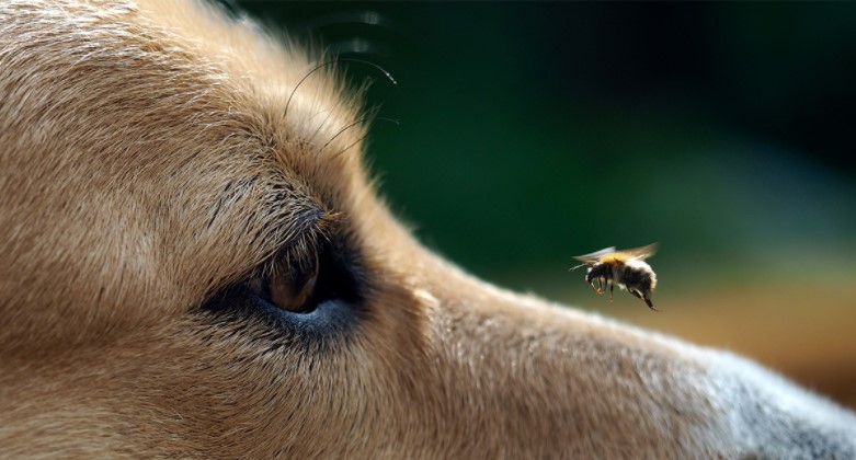 What To Do If Your Dog Was Stung By A Bee?