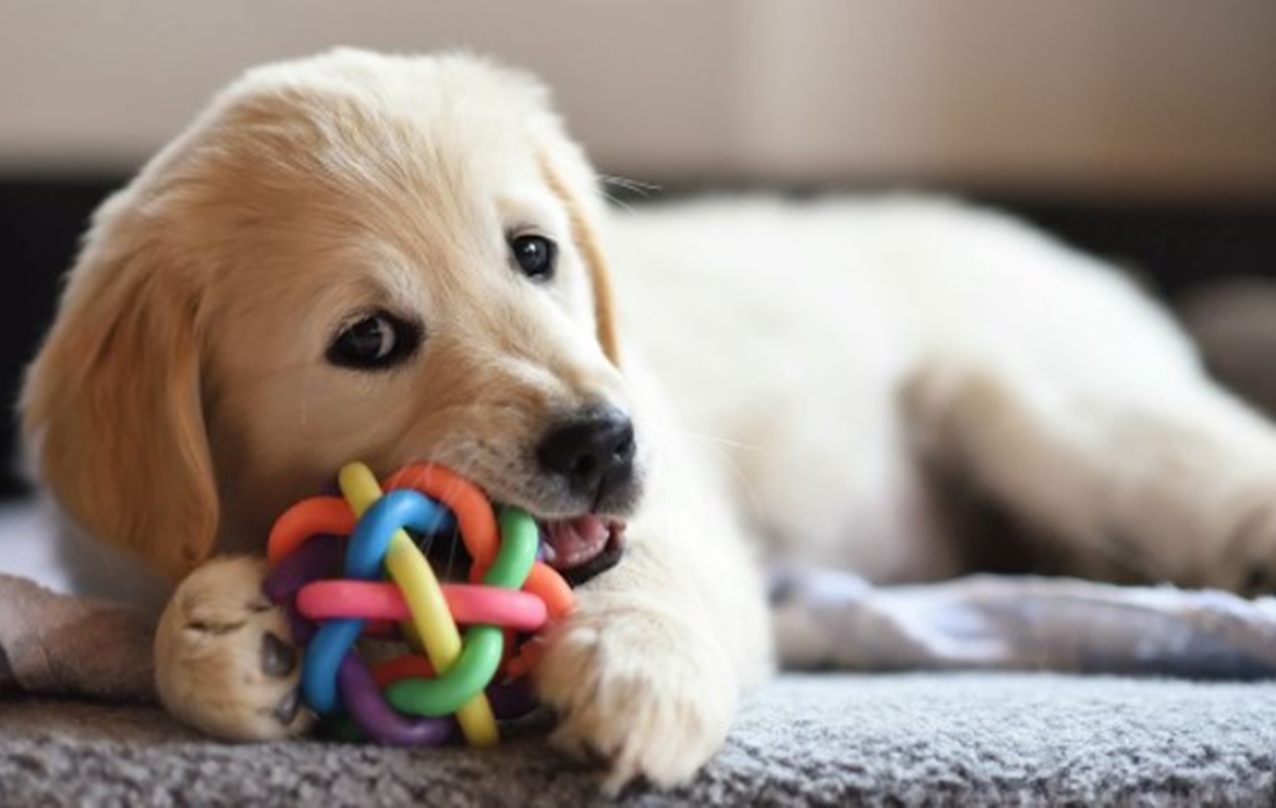 Dog Toy: The Most Popular Dog Toys List