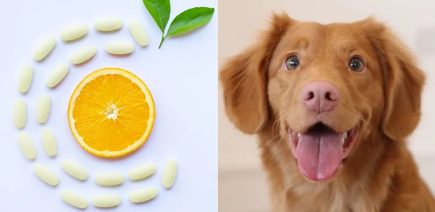 do dogs need vitamin c drops