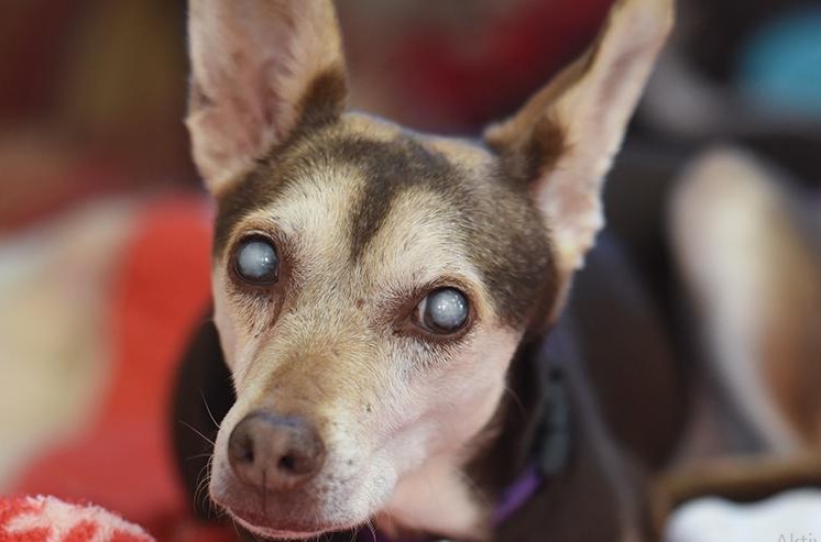 Dogs with white eyes: Why cataracts are serious