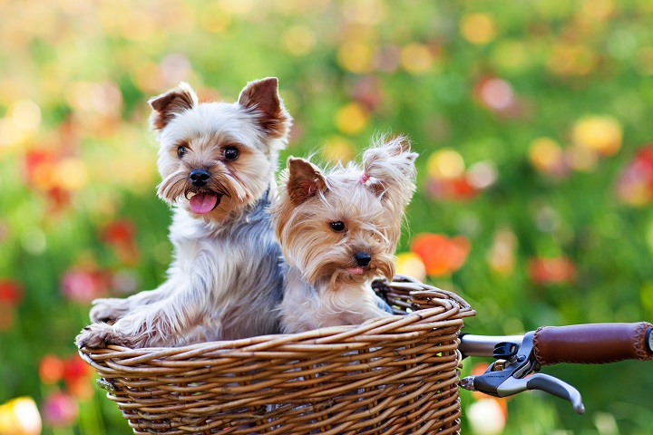 dogs riding in basket for bike