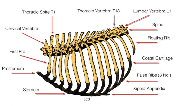 How Many Ribs Do Dogs Have Golden Retriever Club