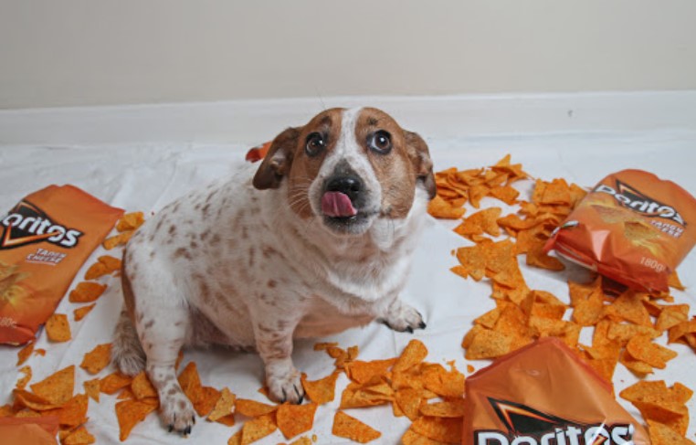 can dogs eat doritos?