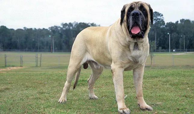 english mastiff