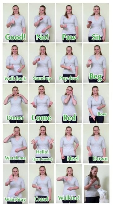 common hand signals for dogs