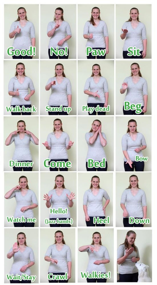 Dog Sign Language