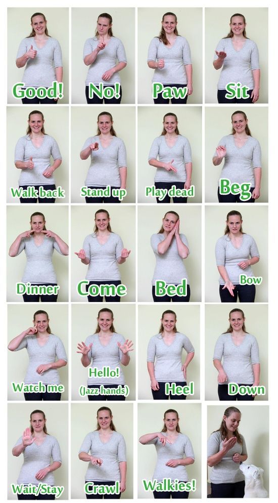 Dog Sign Language How To Communicate With A Deaf Dog?