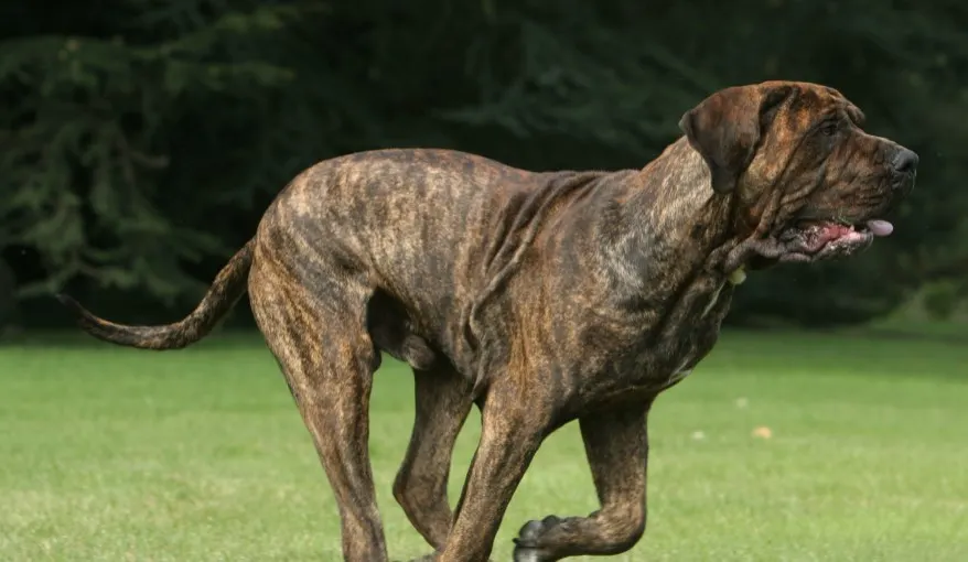 Fila Brasileiro