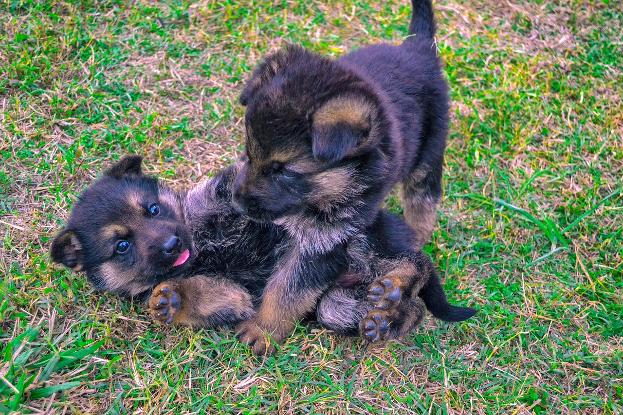 Caring For Newborn German Shepherd Puppies: Step-By-Step Guide