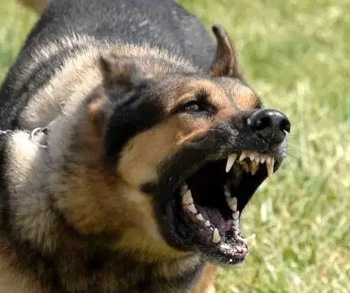 Scariest dog breeds - German Shepherd