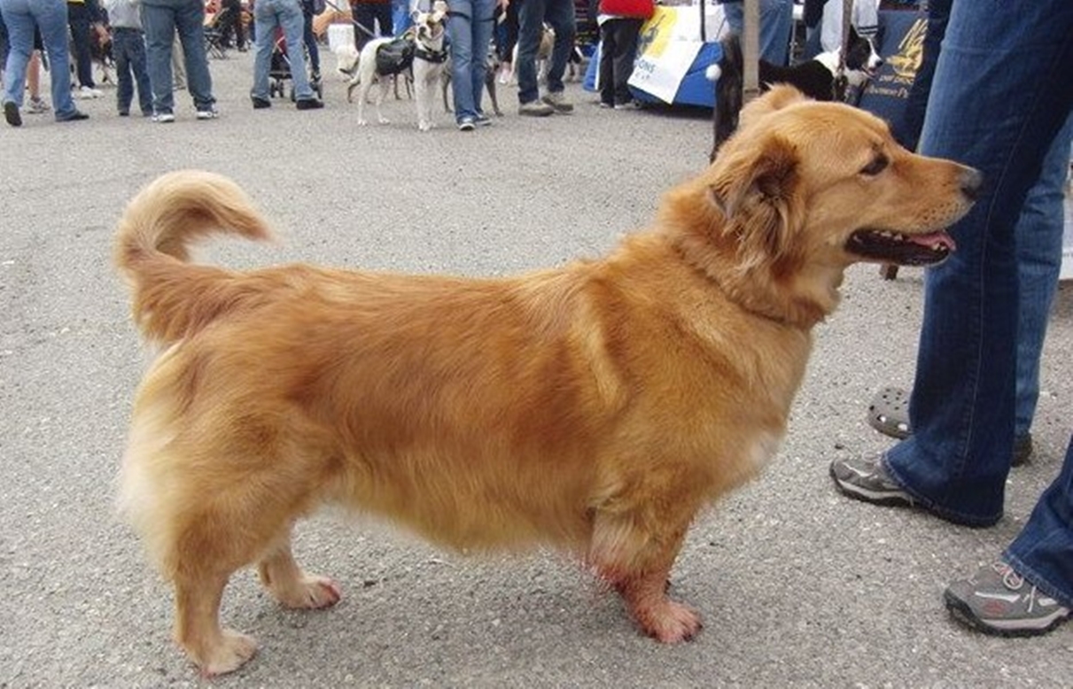 Golden Retriever Crossed with corgis gives the most adorable dog