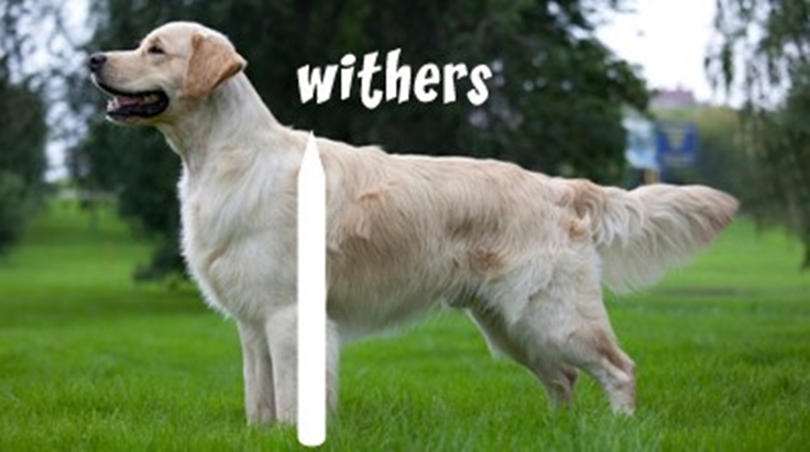 Dog Withers