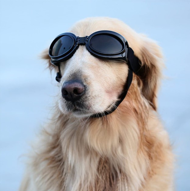 golden retriever wearing dog glasses