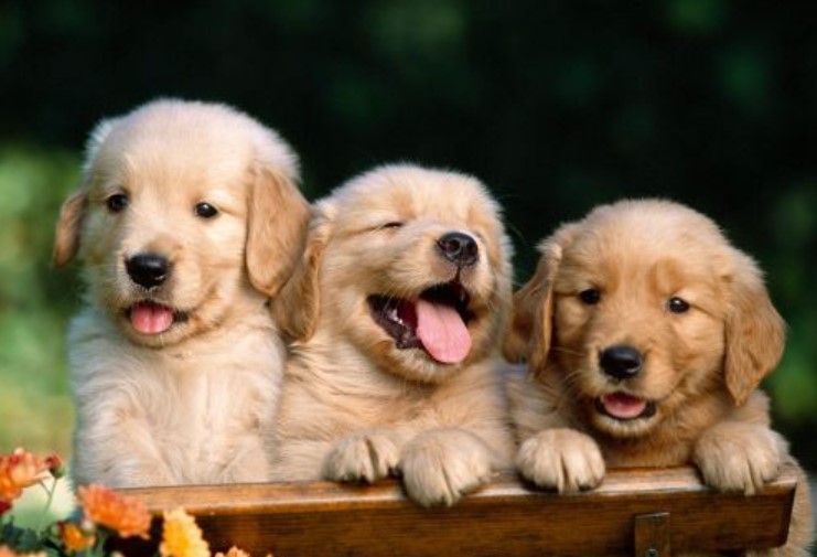 golden retriever puppies in order to answer golden retriever cost