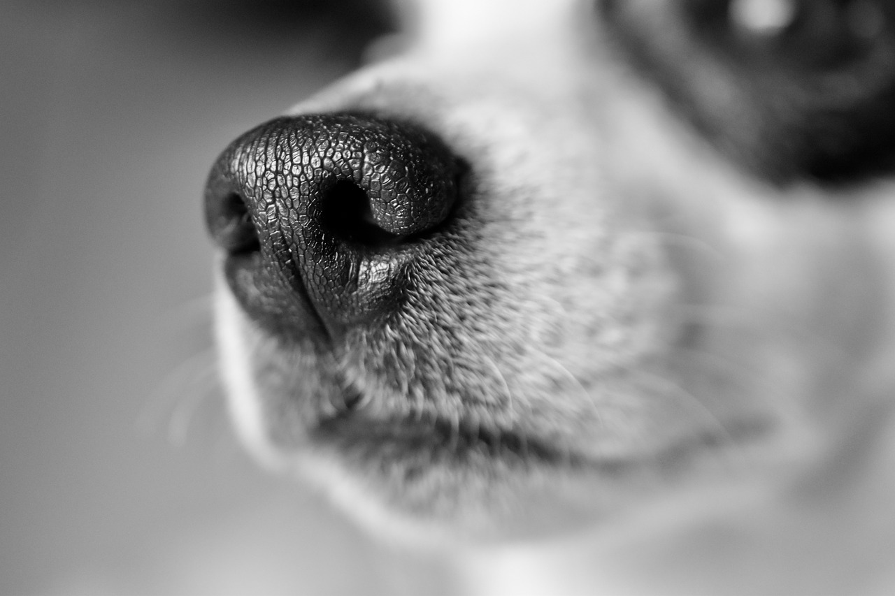 dog dry nose