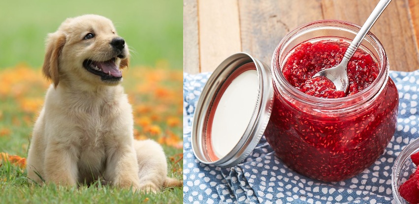 can dogs eat jelly?