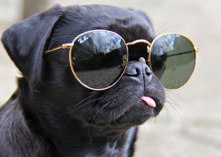 pug with sunglasses