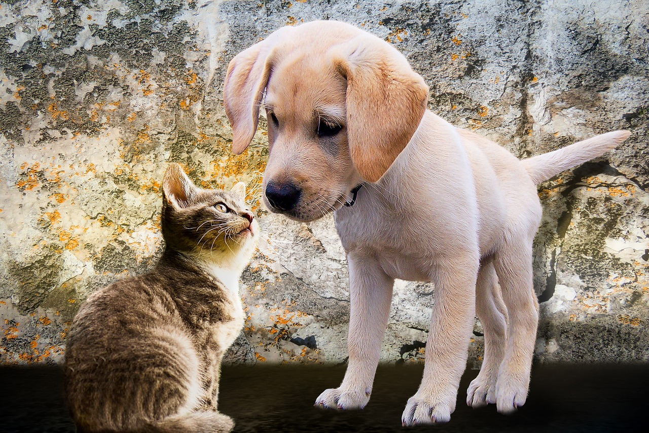 Puppies And Kittens: How To Properly Introduce Them?