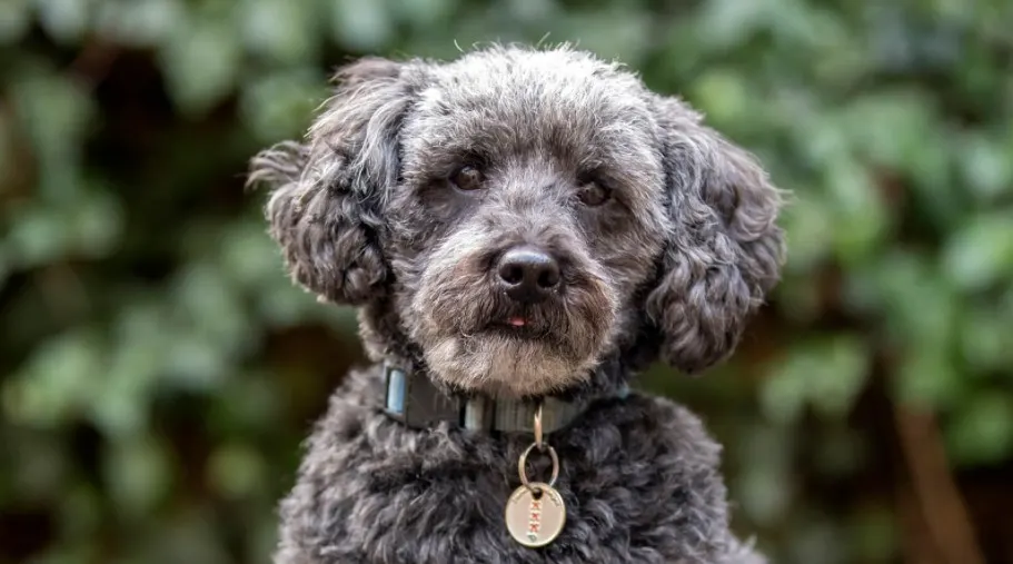 schnoodle puppies