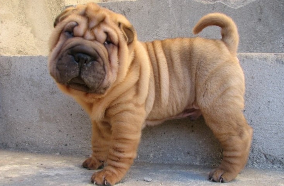 Shar-Pei Puppy: What To Know Before Buying One