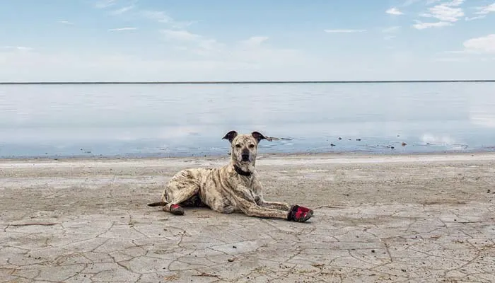 beach dogz shoes