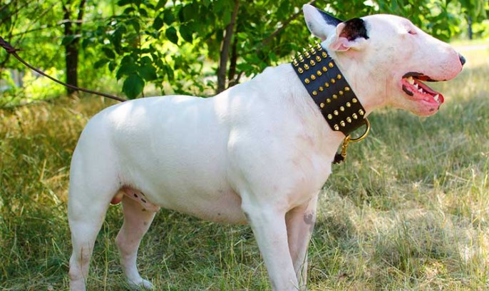 Spiked Dog Collars: Are They Safe For My Dog?