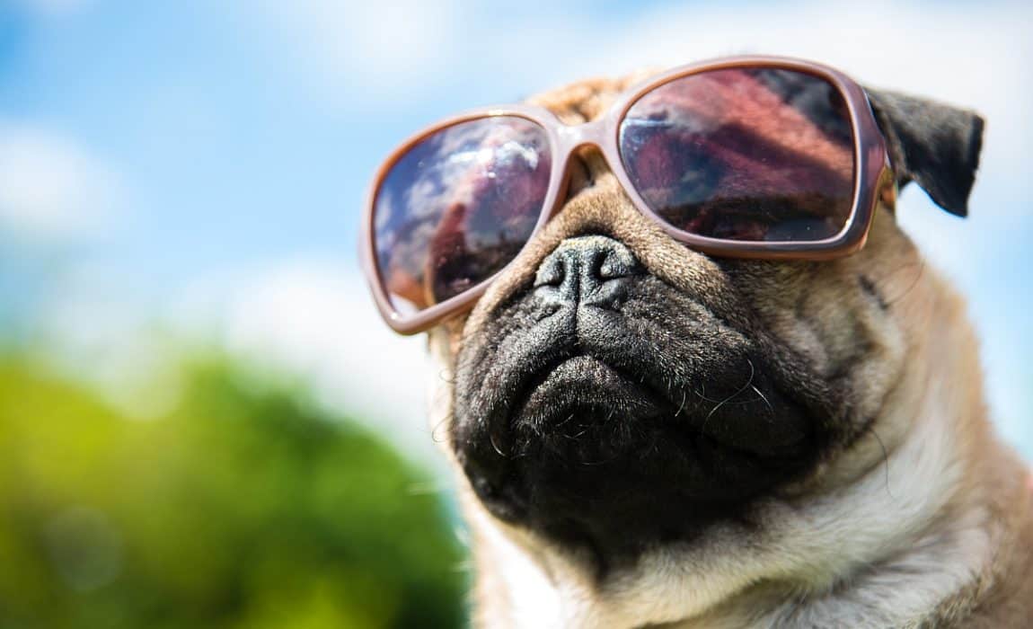 Dog with sunglasses: Does he need them?