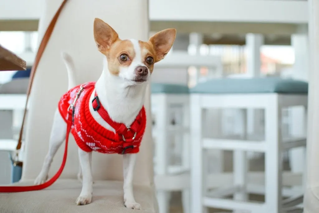 Chihuahua - dog with big eyes