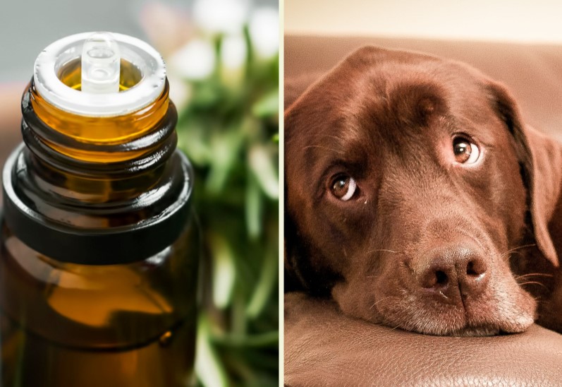 Tea tree oil and dogs – Is it safe?