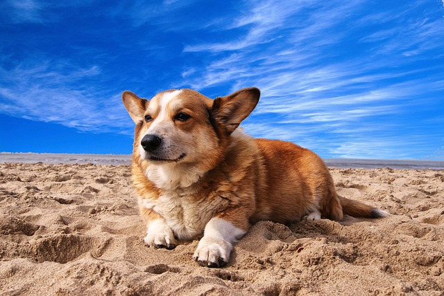 Dog friendly beaches in Florida