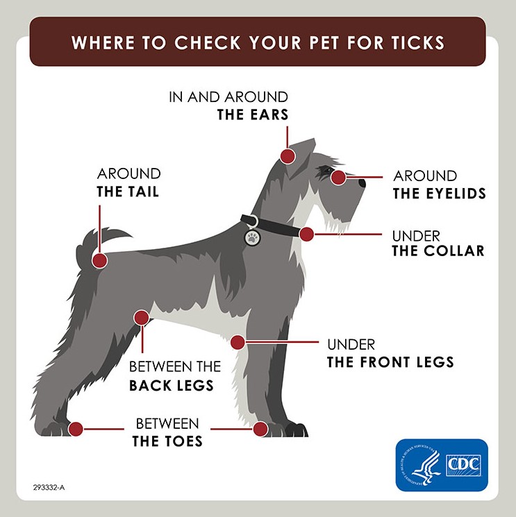 What Does A Tick Look Like On A Dog