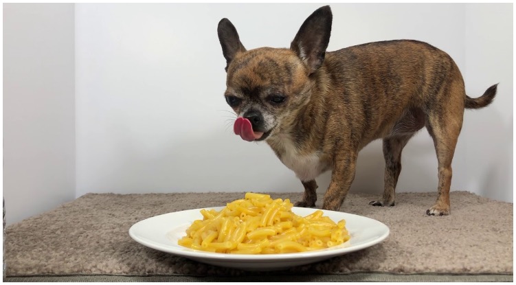 Little dog eating from a bowl while his owner wonders can dogs eat mac and cheese