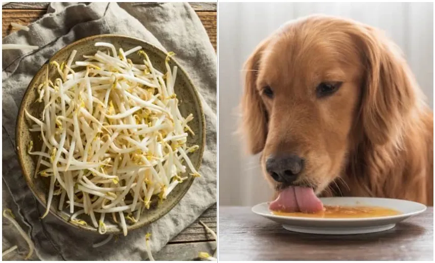 can dog eat bean sprouts