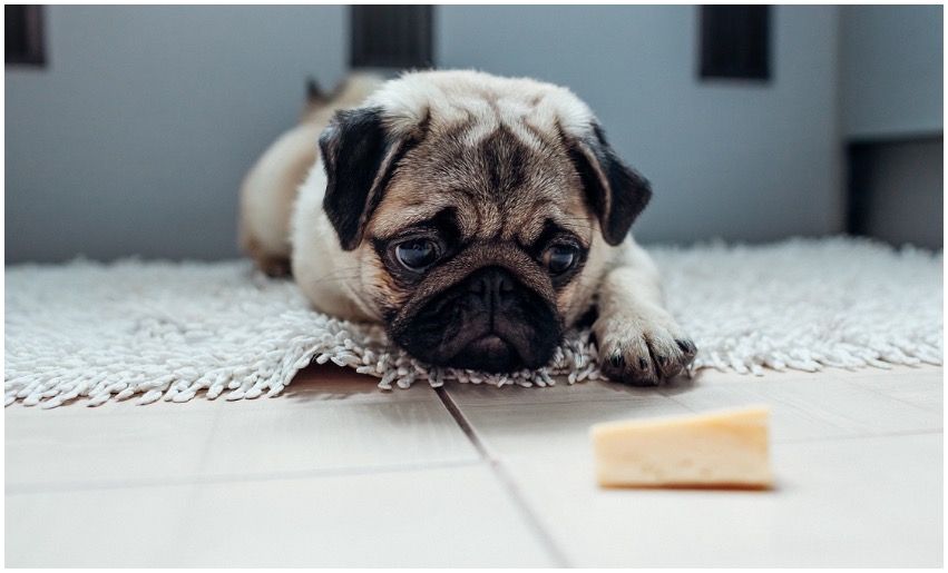 Pug looking at a piece of cake asking himself if dogs can eat cheesecake