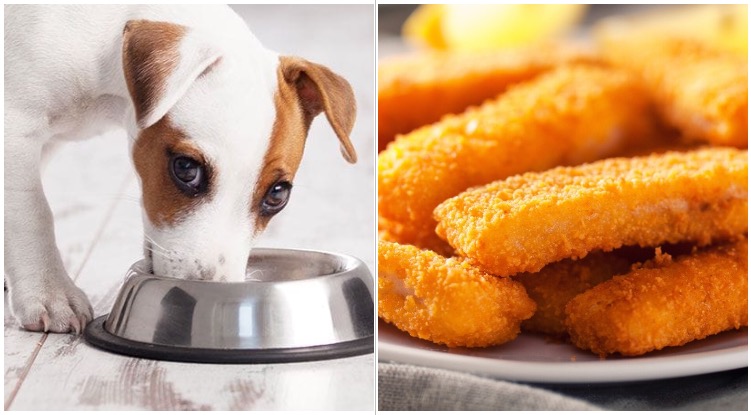 An adorable dog eating from a bowl while his owner wonders can dogs eat fish sticks