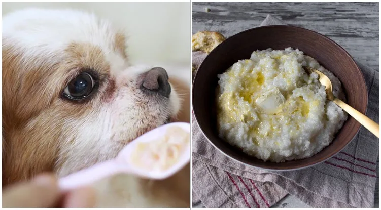 An adorable pup eating from a plastic spoon while his owner wonders can dogs eat grits