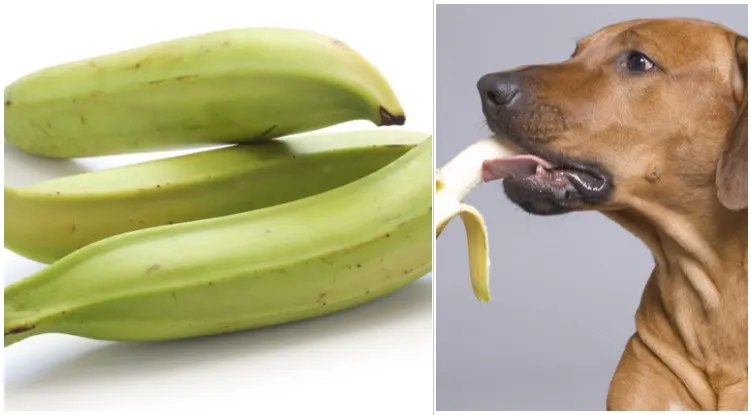 Can Dogs Eat Plantains And Plantain Chips The Goldens Club